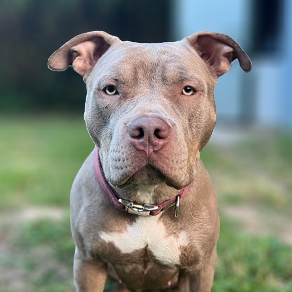 Head of the dog breed American Bully Xl