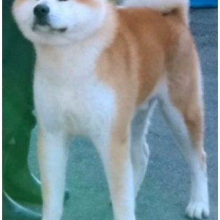 Raza de perro Ikkaku go matsunaga