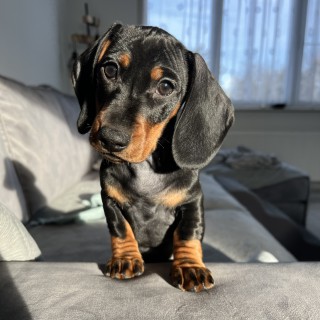 Raza de perro Kamiel