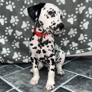 Dog breed Pongo