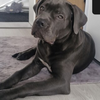 Dog breed Pablo