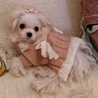 Raza de perro Uma de Vahinée