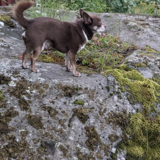 Raza de perro Snow Maidens Sixx-A.M