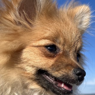 Dog breed Joy