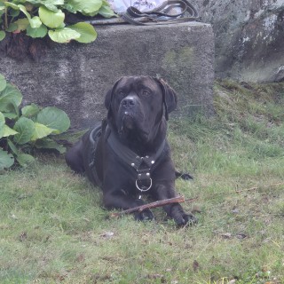 Dog breed TED