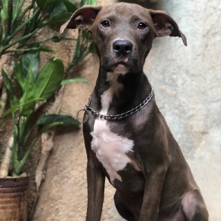 Dog breed Blue Nazareth