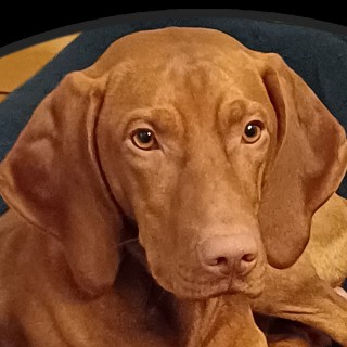 Raza de perro Ludwig