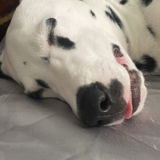 Raza de perro Jameson