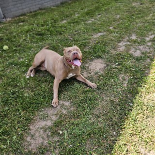 Raza de perro Spekkie