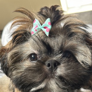 Dog breed Pepa