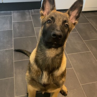 Dog breed Loki