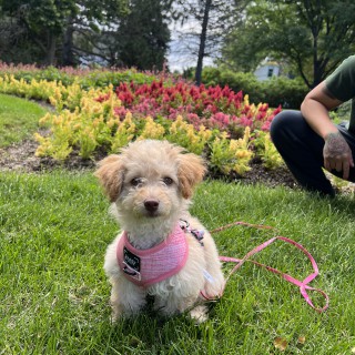 Raza de perro Bubbles