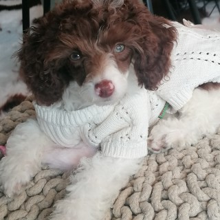 Raza de perro Winnie-Pooh