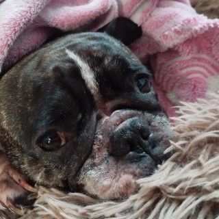 Raza de perro Malaya