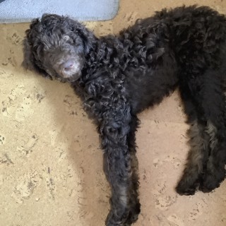 Raza de perro Barney