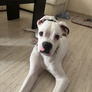 Dog breed Neo