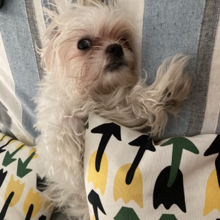 Dog breed Julio
