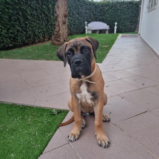 Dog breed Lily