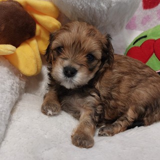 Dog breed Ollie