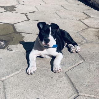 Dog breed Otto
