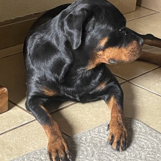 Raza de perro Annika