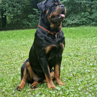 Dog breed Atlas