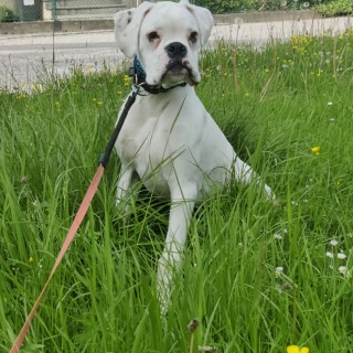 Raza de perro Diablo