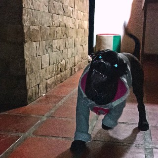 Raza de perro Ryosuke