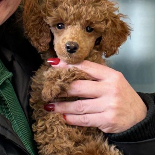 Raza de perro Hector