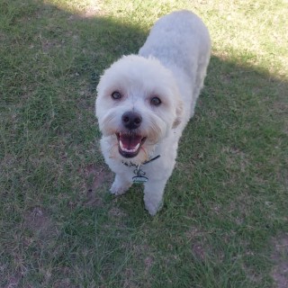 Dog breed BENITO