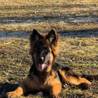 Raza de perro Valkie