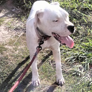 Dog breed Lagertha