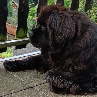 Dog breed Miss Molly