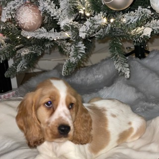 Dog breed Milo