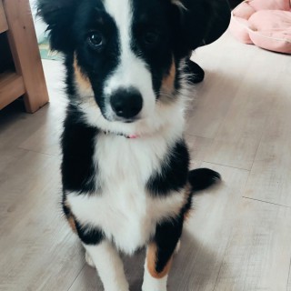 Dog breed Maya