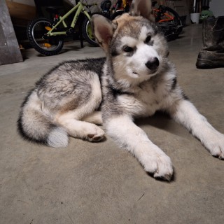 Dog breed Blizz