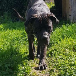 Raza de perro Vidocq