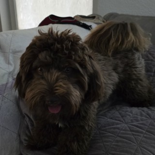 Dog breed Sammy