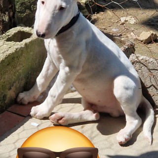 Raza de perro Capitán