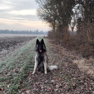 Raza de perro Vulcan