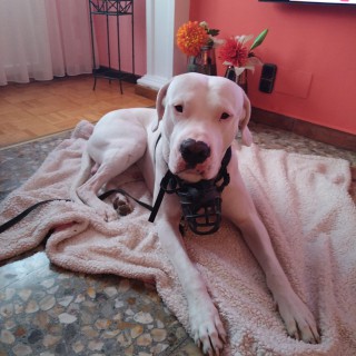 Raza de perro Centurion