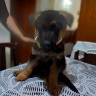 Dog breed Tini