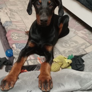 Raza de perro Django