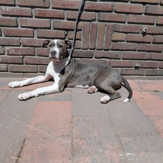 Dog breed Rambo