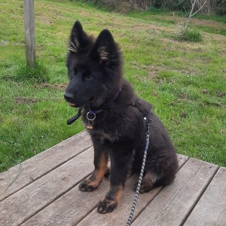 Dog breed Vaïka