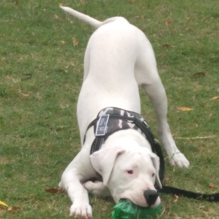 Raza de perro Tayson