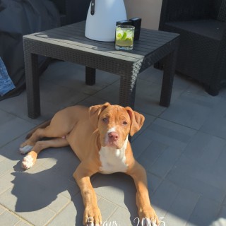 Raza de perro Marley