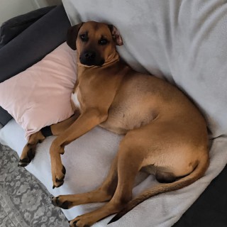 Raza de perro Hektor