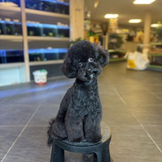 Raza de perro Verena