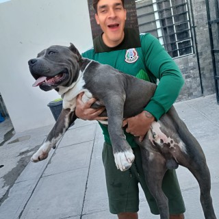 Raza de perro Thymos